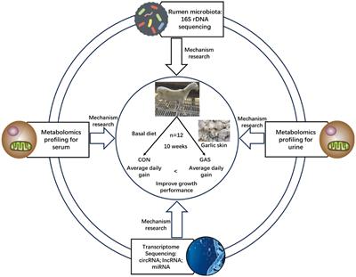 The regulatory mechanism of garlic skin improving the growth performance of fattening sheep through metabolism and immunity